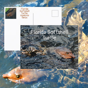 Florida Softshell Schildpad Wildlife Fotografisch Briefkaart