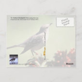 Florida State Bird - Mockingbird Briefkaart (Achterkant)