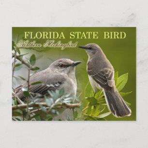 Florida State Bird - Mockingbird Briefkaart