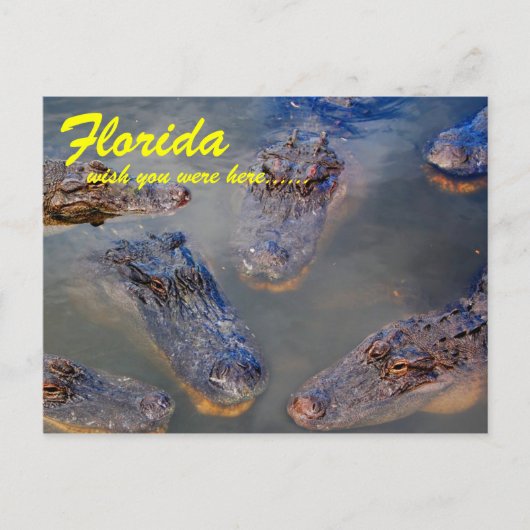 Florida Swimming Hole Briefkaart (Voorkant)