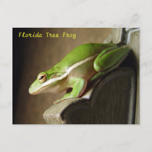 Florida Tree Frog Briefkaart