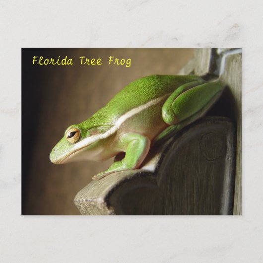 Florida Tree Frog Briefkaart (Voorkant)