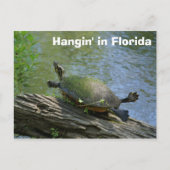 Florida Turtle briefkaart (Voorkant)