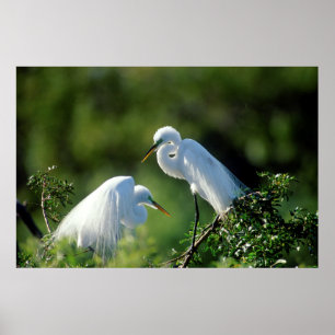 Florida, Venetië, Audubon Sanctuary, Common Egret Poster