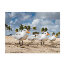 Florida - Vier Terns op een strand briefkaart