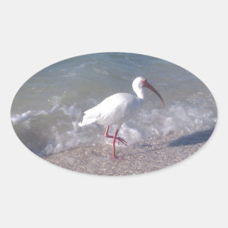 Florida vogels ovale sticker