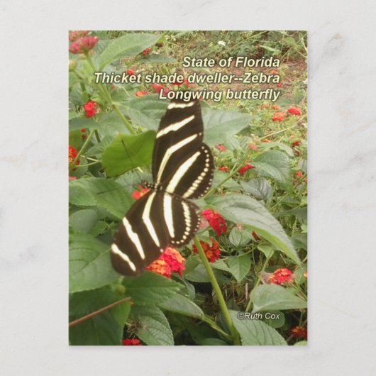 Florida Zebra Longwing Butterfly Briefkaart (Voorkant)