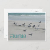 Florida Zee Birds Briefkaart (Voorkant / Achterkant)