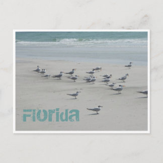 Florida Zee Birds Briefkaart