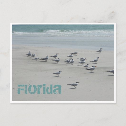 Florida Zee Birds Briefkaart (Voorkant)