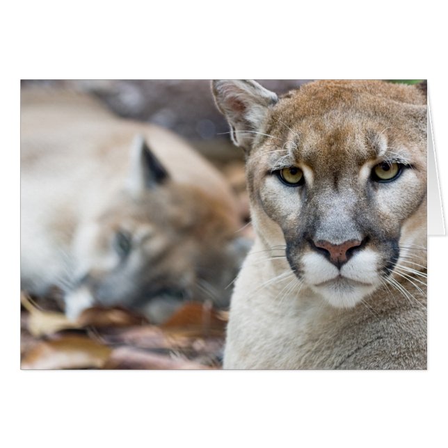 Floridaanse panter (Voorkant Horizontaal)