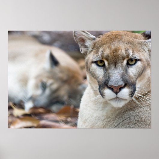 Floridaanse panter poster (Voorkant)