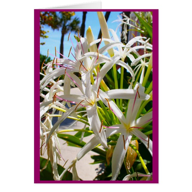 Floride exotique (Devant)