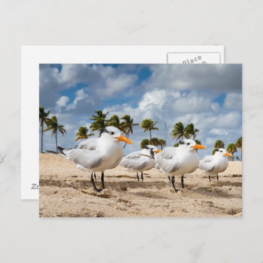 Floride - Four Terns at a beach carte postale (Devant / Derrière)