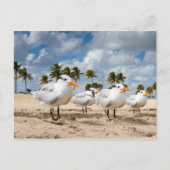 Floride - Four Terns at a beach carte postale (Devant)
