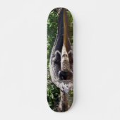 Floride Gator - American Alligator Skateboard (Devant)