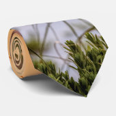 Floride Oats de mer Sunrise Cravate (Roulé)