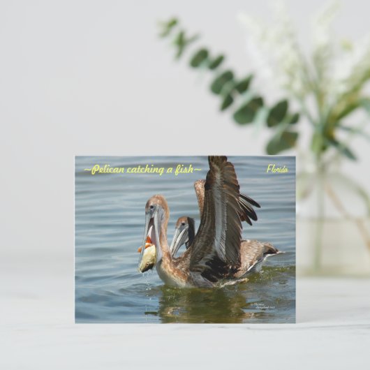 Floride Pelican attraper un poisson Carte postale (Debout devant)