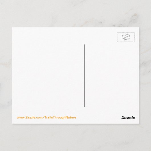 Floride Pelican attraper un poisson Carte postale (Dos)