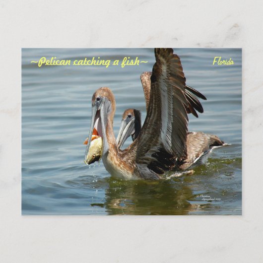 Floride Pelican attraper un poisson Carte postale (Devant)