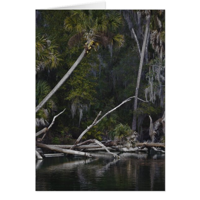 Floride tropicale (Devant)