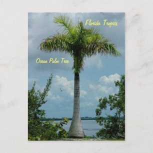 Floride tropique Océan palmier Carte postale