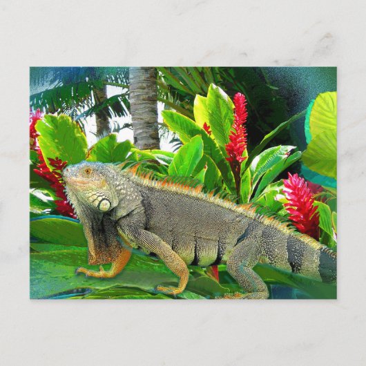 Floridian Iguana BRIEFKAART (Voorkant)
