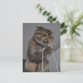 Flosscat Briefkaart (Staand voorkant)