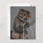 Flosscat Briefkaart (Voorkant / Achterkant)