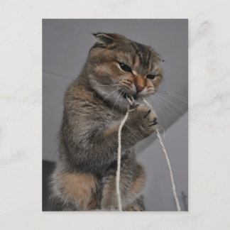 Flosscat Briefkaart