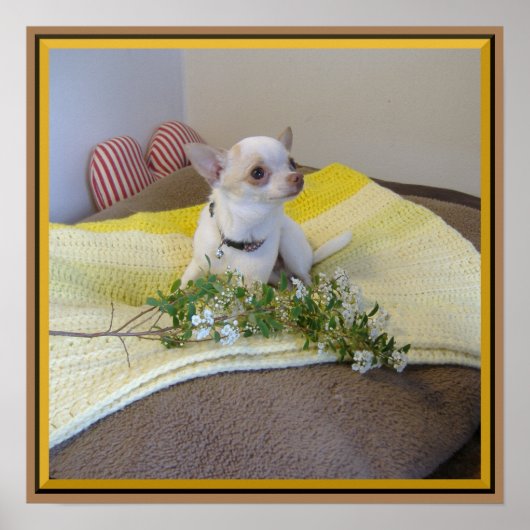 Flower Chihuahua Poster (Voorkant)