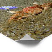 Flower Crab Ocean Poster (Hoek)