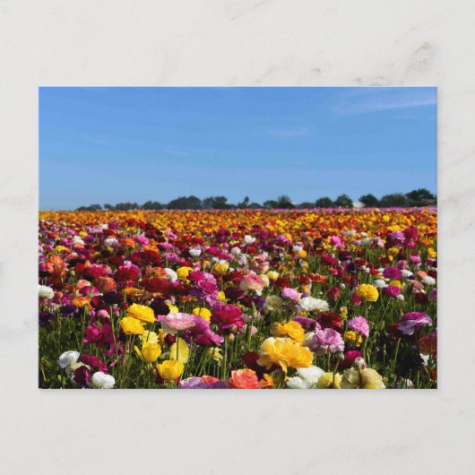 Flower fields in Californië Briefkaart (Voorkant)