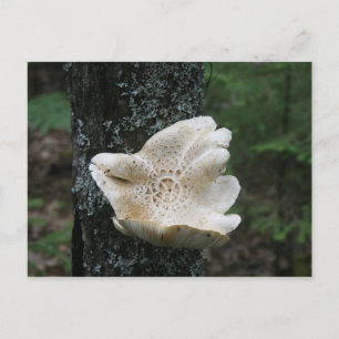 Flower Fungus Briefkaart