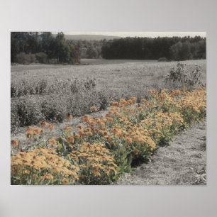 Flower Garden Partiële Kleur Poster