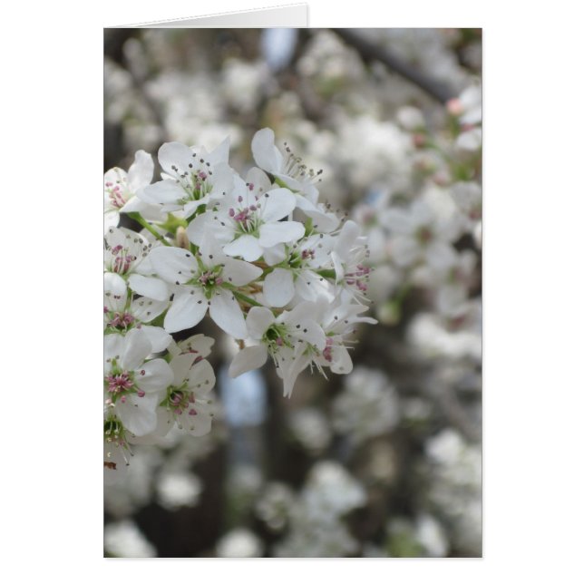 Flower Pear Tree Bloom (Devant)