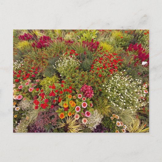 Flower Power - 10 Briefkaart (Voorkant)