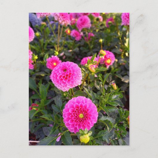 Flower Power - 12 Briefkaart (Voorkant)