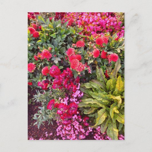 Flower Power - 14 Briefkaart (Voorkant)