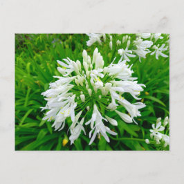 Flower Power - 6 Briefkaart