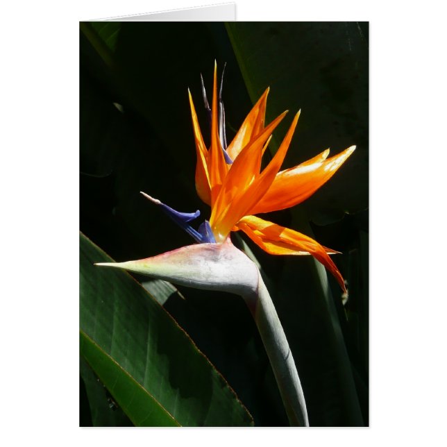 Flower tropical orange paradise (Devant)