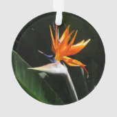 Flower tropical orange paradise (dos)