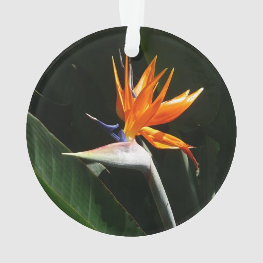 Flower tropical orange paradise (dos)