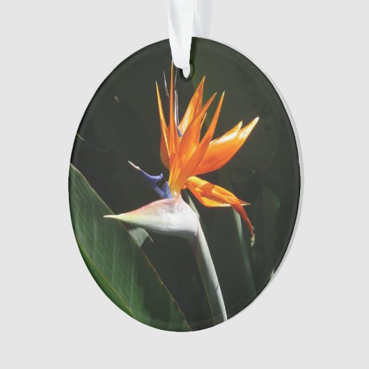 Flower tropical orange paradise (devant)