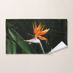 Flower tropical orange paradise