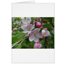 Flowers Apple Blossom Pink Pattern Art