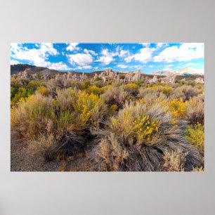 Flowers Blooming Sagebrush California Poster