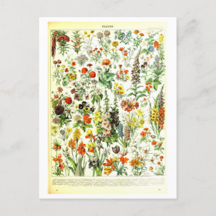  Flowers Botanische Illustratie Briefkaart