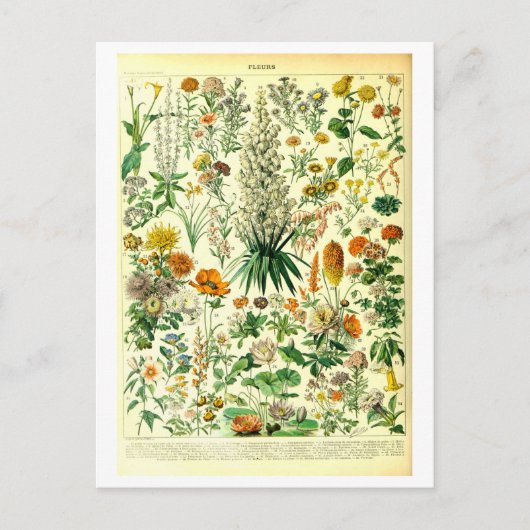  Flowers Botanische Illustratie Briefkaart (Voorkant)