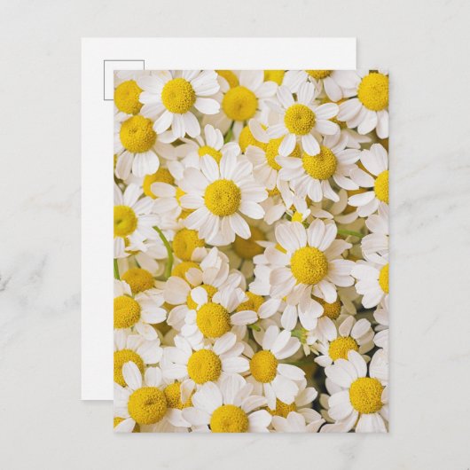 Flowers | Bunch of Chamomiles Briefkaart (Voorkant / Achterkant)